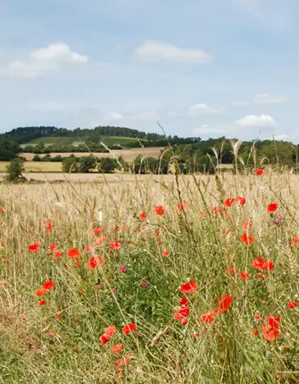 marche-nordique-morvan