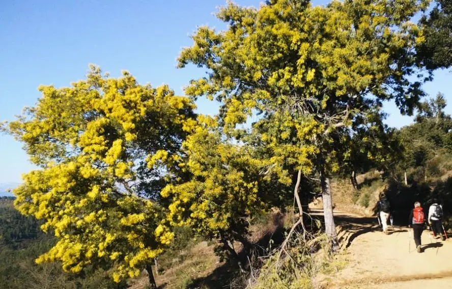 Marche nordique forêt de Mimosas