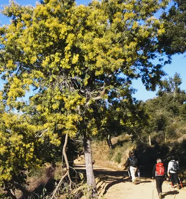 marche-nordique-foret-mimosas