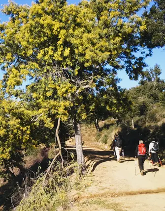 marche-nordique-foret-mimosas