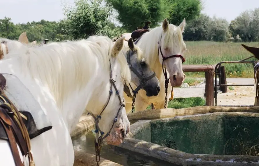 P. Saint-Jean Rencontre avec les chevaux de Camargue