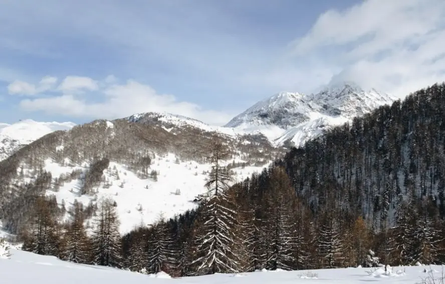 Vie Sauvage