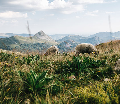 Les monts du Cantal et le Puy Griou - FVoileau