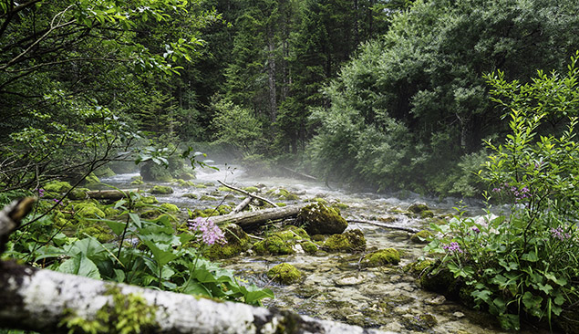 Nature et forêt en randonnée en Slovénie - TLiebenguth