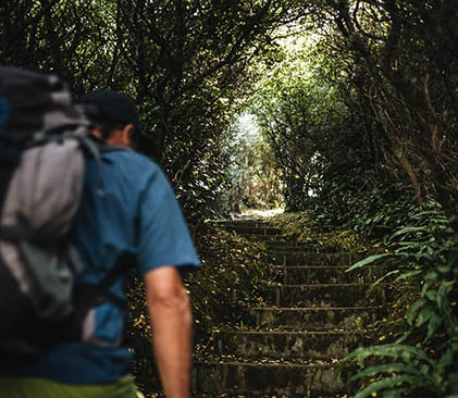 Randonnée en forêt à Sark - TVattard