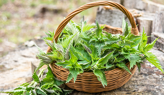 Les orties dans la nature et dans votre jardin - AdobeStock