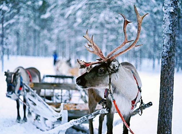 Un renne dans une forêt de Finlande - Norman Tsui Unsplash