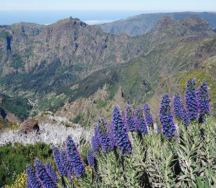 Pico Ruivo, Madère