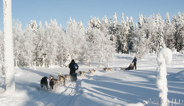 Chiens de traîneau en Finlande