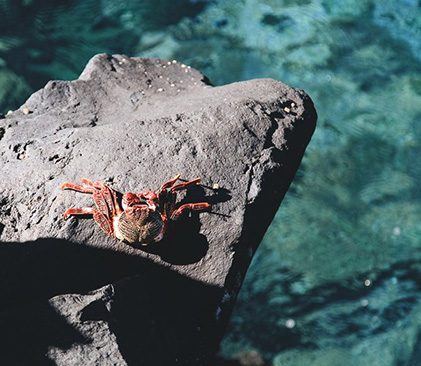 Crabe dans la mer de Lanzarote