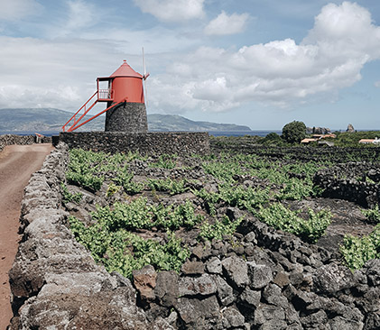 L'île de Pico, aux Açores