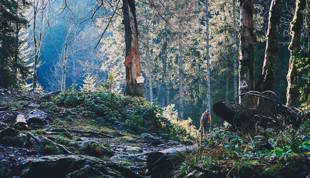 randonnee dans la foret sauvage