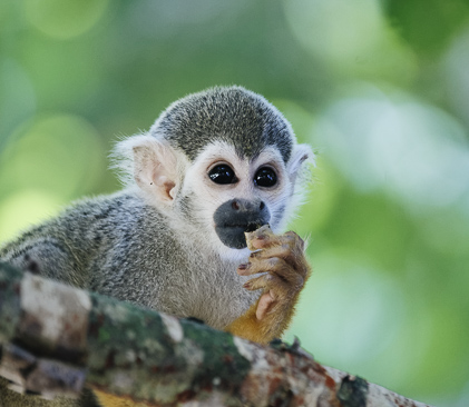 singe samiri de guyane