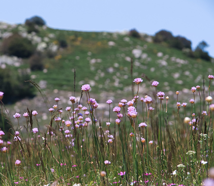 fleurs dans les cevennes