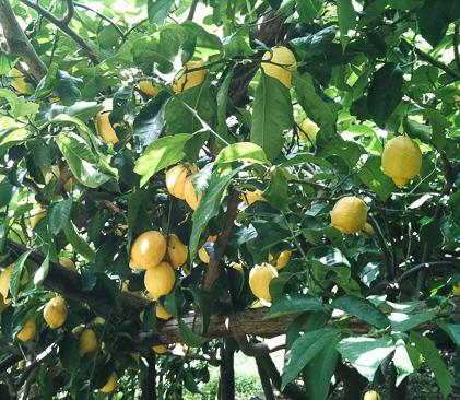 citrons d'amalfi