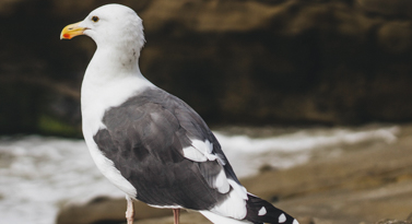 mouette de bretagne