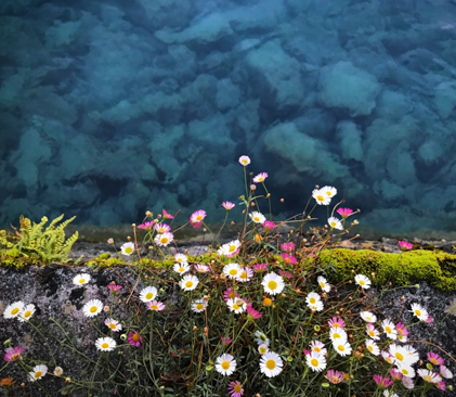 fleurs près d'une rivière