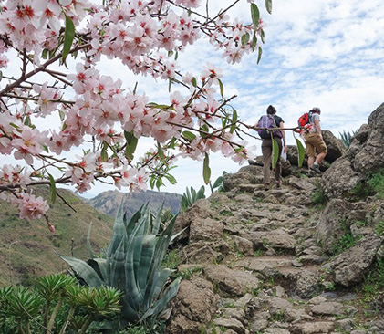 fleurs de la Gomera des Canaries