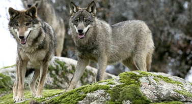 loup du parc naturel