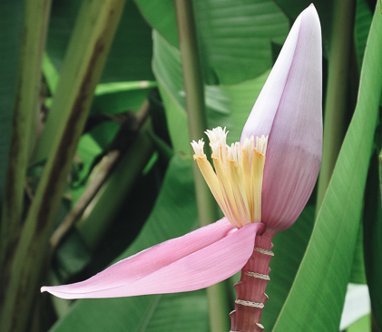guadeloupe, fleur de banannier