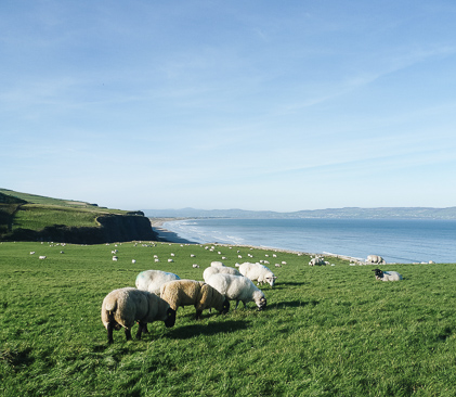 mouton en bretagne