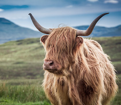 Vache des Highlands