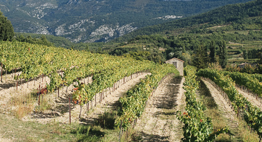 vignes du luberon