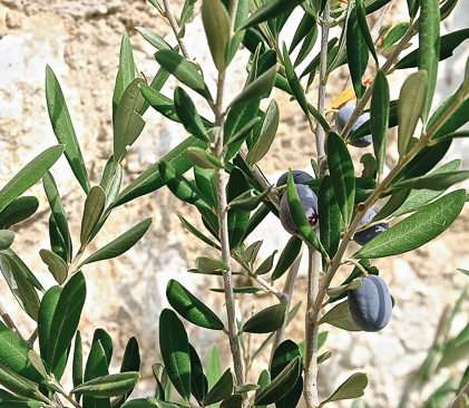 olivier en provence
