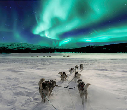 Finlande en chien de traîneau