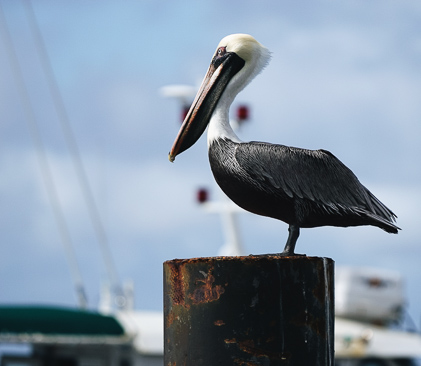 oiseau de guadeloupe