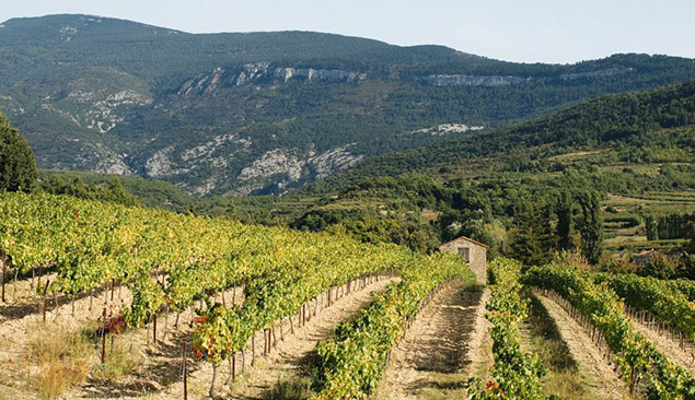 Vignes du Lubéron