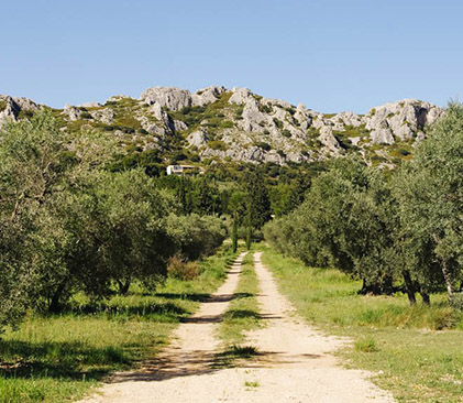 oliviers des Alpilles