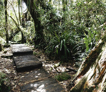 Forêt primaire de l'île de la Réunion