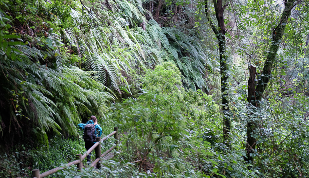 foret de la palma