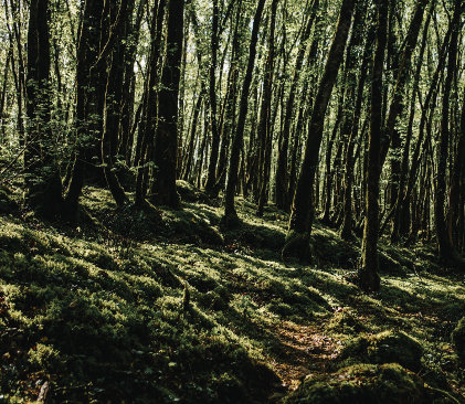 forêt dans le périgord