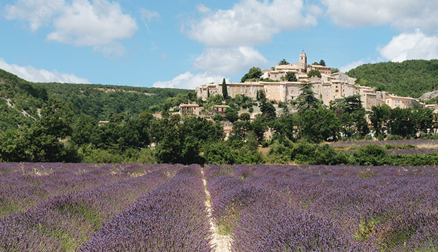 lavande en provence