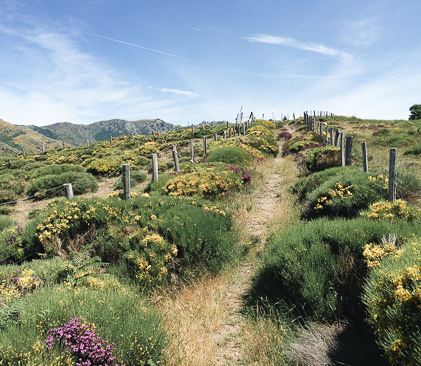 sentier de stevenson