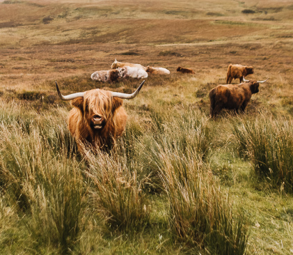 vaches de l'ile de skye