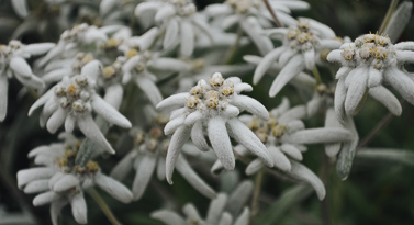 edelweiss des montagnes