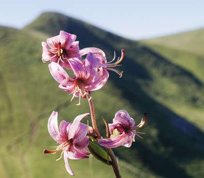 orchidée du sancy