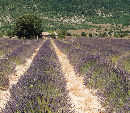 La lavande dans le luberon