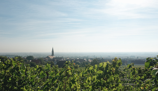 vignobles d'Alsace