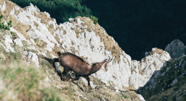 chamois sur une falaise