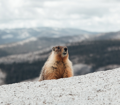 marmotte dans les montagnes