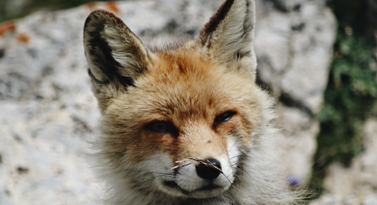 renard dans les montagnes