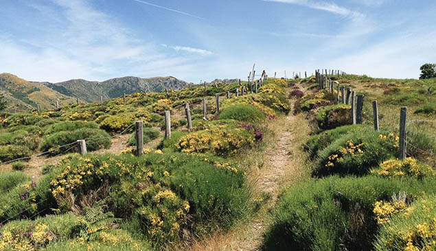 sentier de Stevenson sur le Mont-Lozère