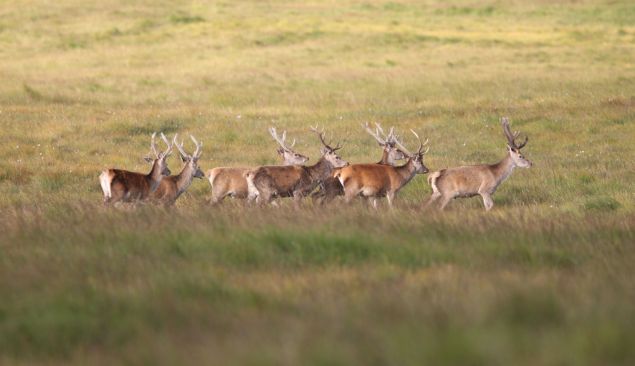 Cerfs, landes écossaises