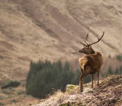 Cerfs, landes écossaises