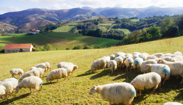Moutons sur le gr10