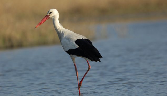 cigogne blanche